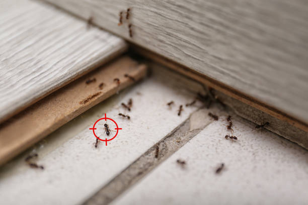Best Mosquito Control Services  in Columbus Grove, OH