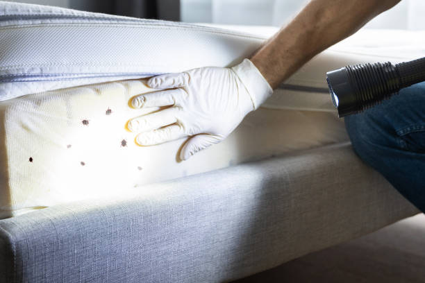 Best Best Pest Control Companies  in Columbus Grove, OH