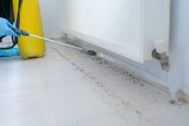 Best Local Pest Control Services  in Columbus Grove, OH