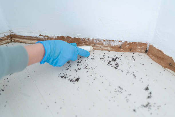 Best Bed Bug Extermination  in Columbus Grove, OH